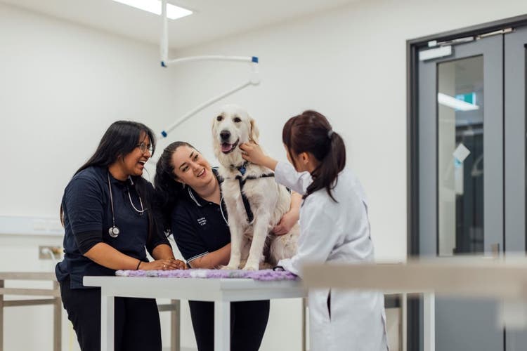 Three students smiling while examining a dog
