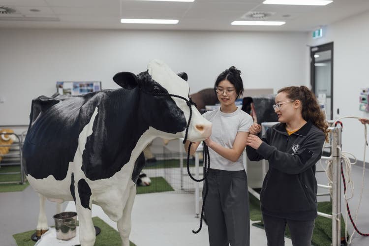 Two students practicing techniques on cow model