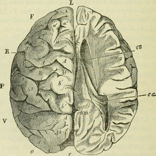Nueroanatomy