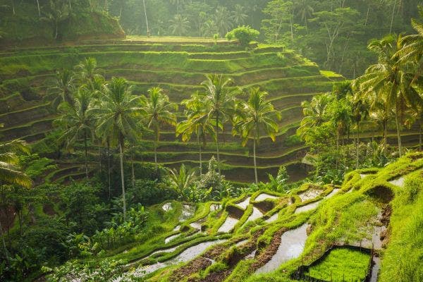 Indonesian