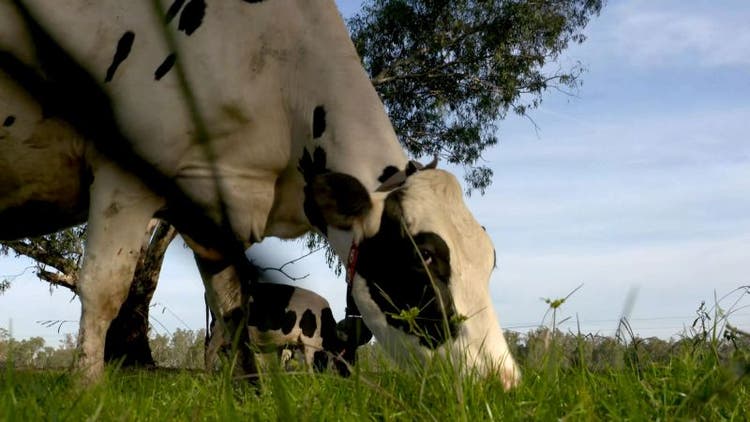 Photo of cow eating grass