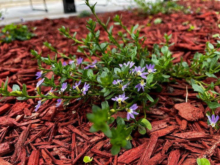 Lisa Bellar house native garden