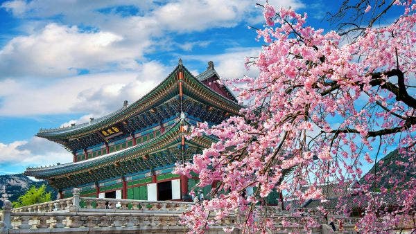 Cherry blossoms in spring, Seoul