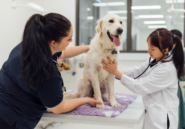 Veterinary Medicine student assessing a dog