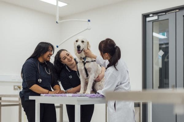Three vet students pat a labrador on an examination table