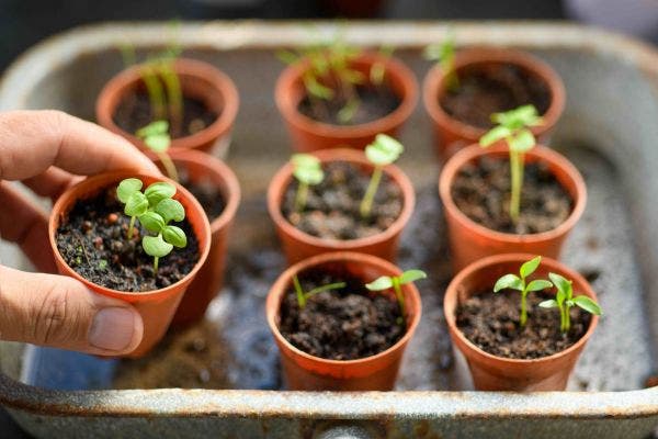 Close up of a hand holding a seedling in a brown plastic pot with other pots in the background